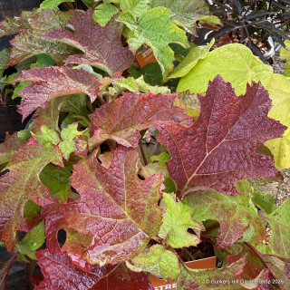 Hydrangea quercifolia 'Jet Stream' 3L