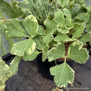 Peucedanum ostruthium 'Daphnis' 2L