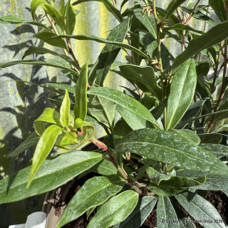 Sarcococca hookeriana 'Dignya' 5L
