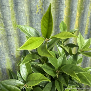 Sarcococca orientalis 2L