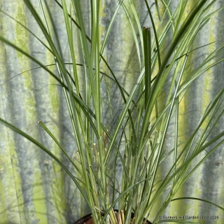 Miscanthus sinensis 'Gracillimus'(Grass)