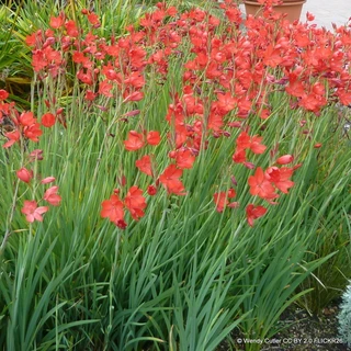 Hesperantha 'Oregan sunset' 2L