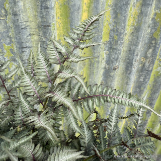 Athyrium nipponicum var. pictum 'Pewter Lace' 2L