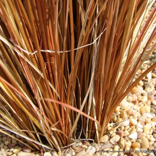 Carex 'Bronco' 1.5L