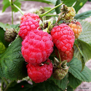 Raspberry 'Octavia' 10 canes