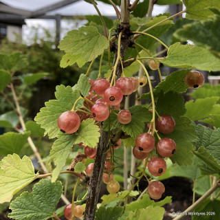 Pinkcurrant 'Gloire de Sablons' - 3ltr pot
