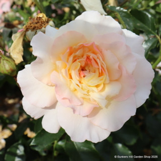Great Expectations - Floribunda Rose