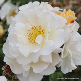 Rosa 'Storyteller' (Floribunda) Standard Rose