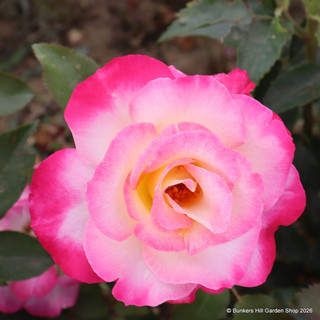 Rosa 'You're My Everything' (Hybrid Tea) Standard Rose