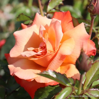 Remember Me (Hybrid Tea) Standard rose