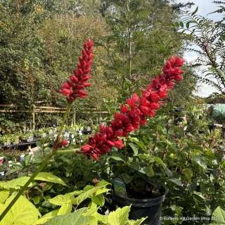 Bistorta amplexicaulis 'Bloody Mary' 5L