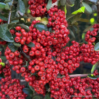 Pyracantha 'Saphyr Rouge (Red)