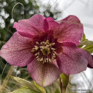 Helleborus ‘Tutu’ - 3ltr