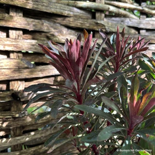 Euphorbia characias 'Miners Merlot'-1L