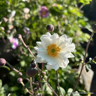 Anemone x hybrida 'Snow Angel'- 3L