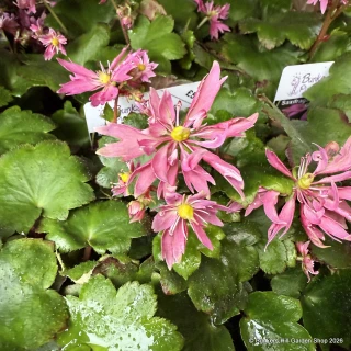 Saxifraga cortusifolia 'Autumn Grace Akemi'-1L
