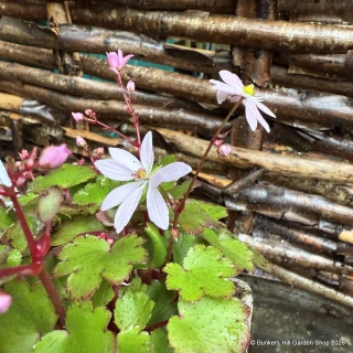 Saxifraga cortusifolia 'Autumn Grace Akiko'-1L