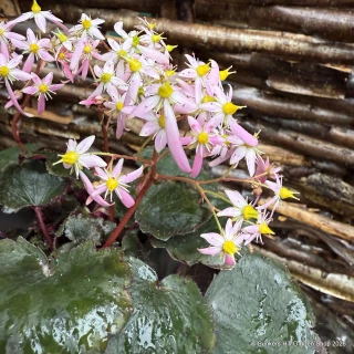 Saxifraga cortusifolia 'Autumn Grace Asuka'-1L