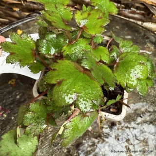 Saxifraga cortusifolia 'Autumn Grace Ayaka'-1L
