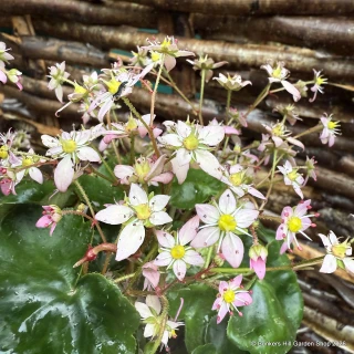 Saxifraga cortusifolia 'Autumn Grace Ayano'-3L