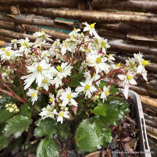 Saxifraga cortusifolia 'Autumn Grace Yuki'-1L