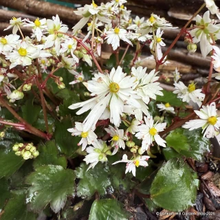 Saxifraga cortusifolia 'Autumn Grace Yuki'-3L