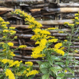 Solidago rugosa 'Fireworks'-3L