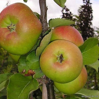 Bramley Apple