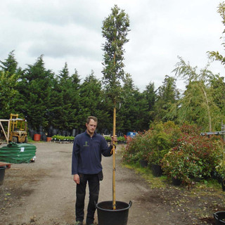 Quercus ilex (Holm/Evergreen Oak) 8/10cm - 10ft Standard