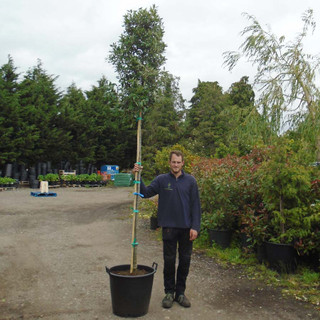 Quercus ilex (Holm/Evergreen Oak) 10/12cm - 10ft Standard