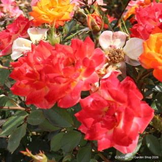 Irish Eyes - Floribunda Rose