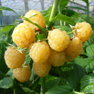 Raspberry 'All Gold' - 3 canes