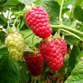 Raspberry 'Tulameen' - 3 canes