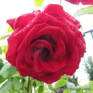 Loving Memory - Hybrid Tea Rose