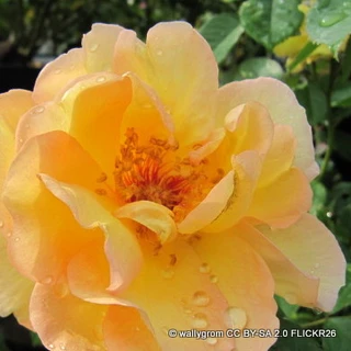 Maigold - Climbing Rose