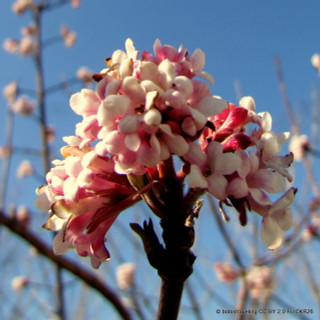 Viburnum x bodnantense 'Charles Lamont'- 3ltr pot