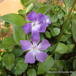 Vinca major (Periwinkle) -2ltr pot