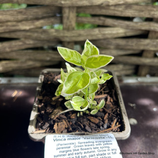 Vinca major (Periwinkle) -2ltr pot