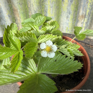 Alpine Strawberry (11cm)