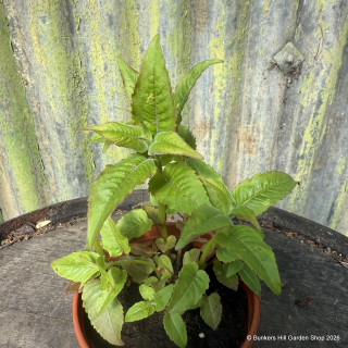 Bergamot, pink (Monarda digyma) 11cm pot
