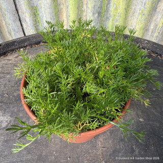 Chamomile, roman (11cm)