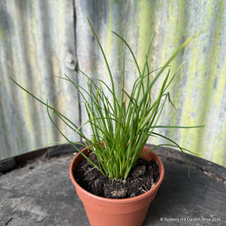 Chives (11cm)