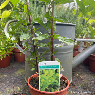 Mint Jessica's Sweet Pear (11cm)