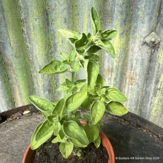 Oregano (11cm)