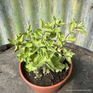 Oregano Greek (11cm)