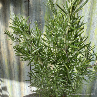Rosemary (11cm)