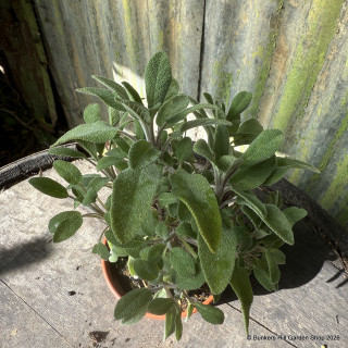 Sage (11cm)