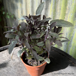 Sage Purple (11cm)