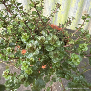 Thyme Broad-leaf (11cm)