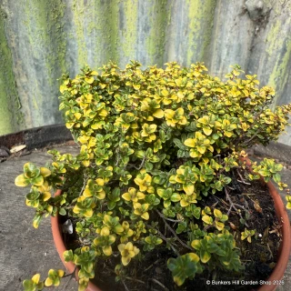Thyme, 'Doone Valley' (11cm)